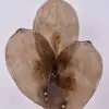 Close-up of a decorative bronze-colored leaf sculpture with overlapping translucent leaves against a pale background, showing visible veins.